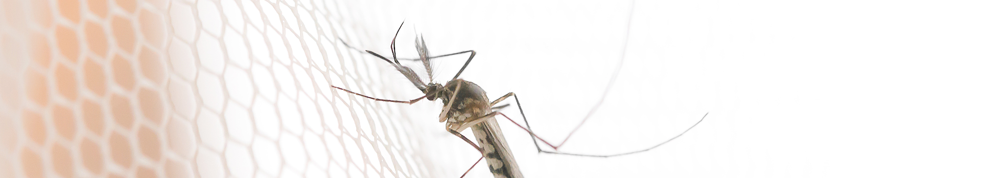 Mosquito Banner