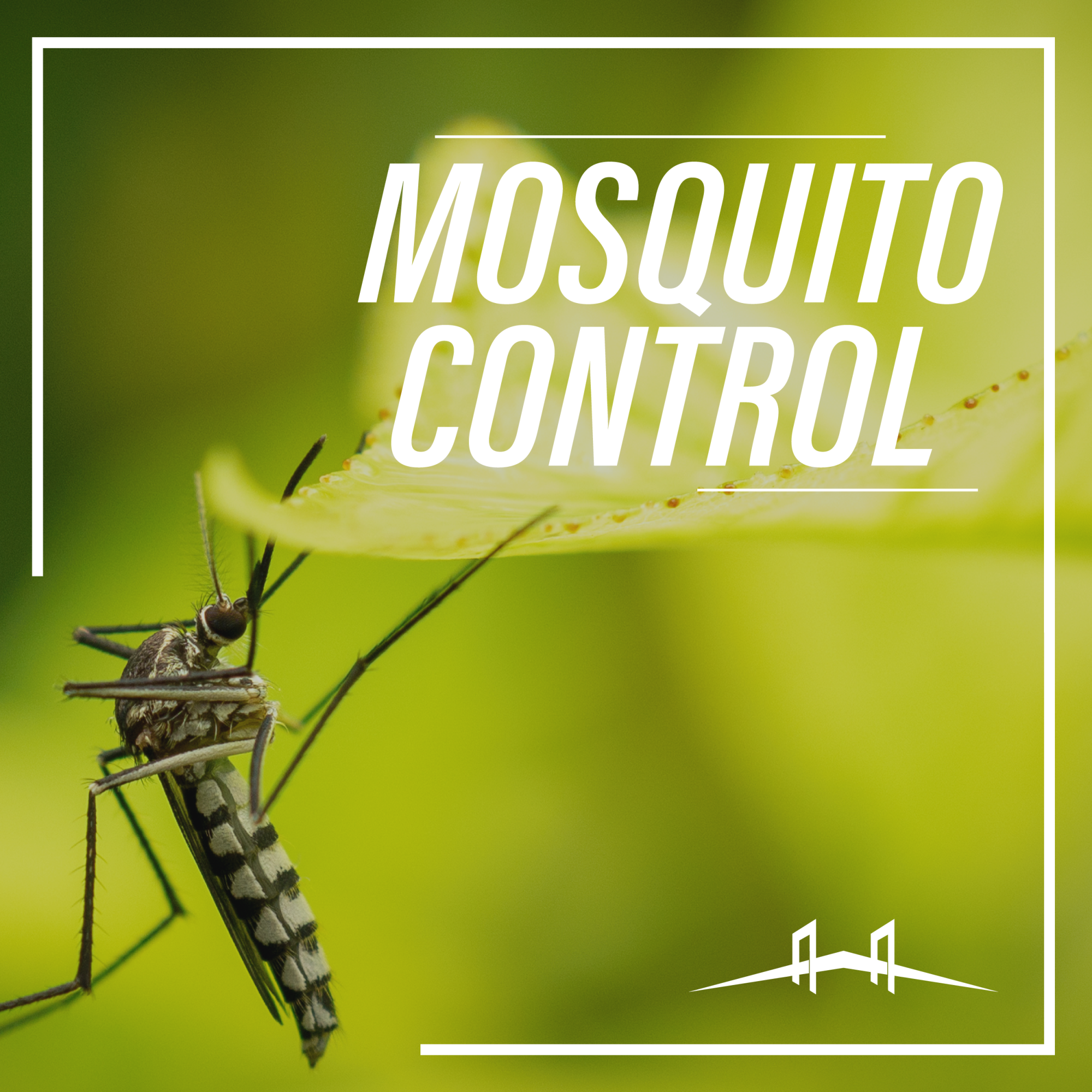 Mosquito-14